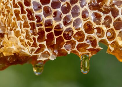 Natuurlijke zoetigheid rechtstreeks van de bron